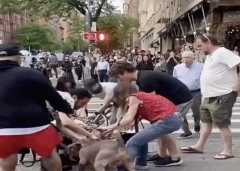 Dueños exigen justicia tras ataque a su perrita chihuahua en Nueva York